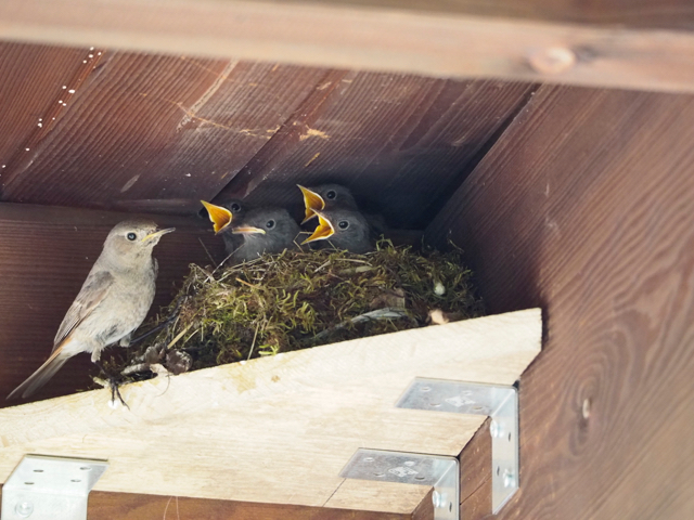 Redstarts in the nest